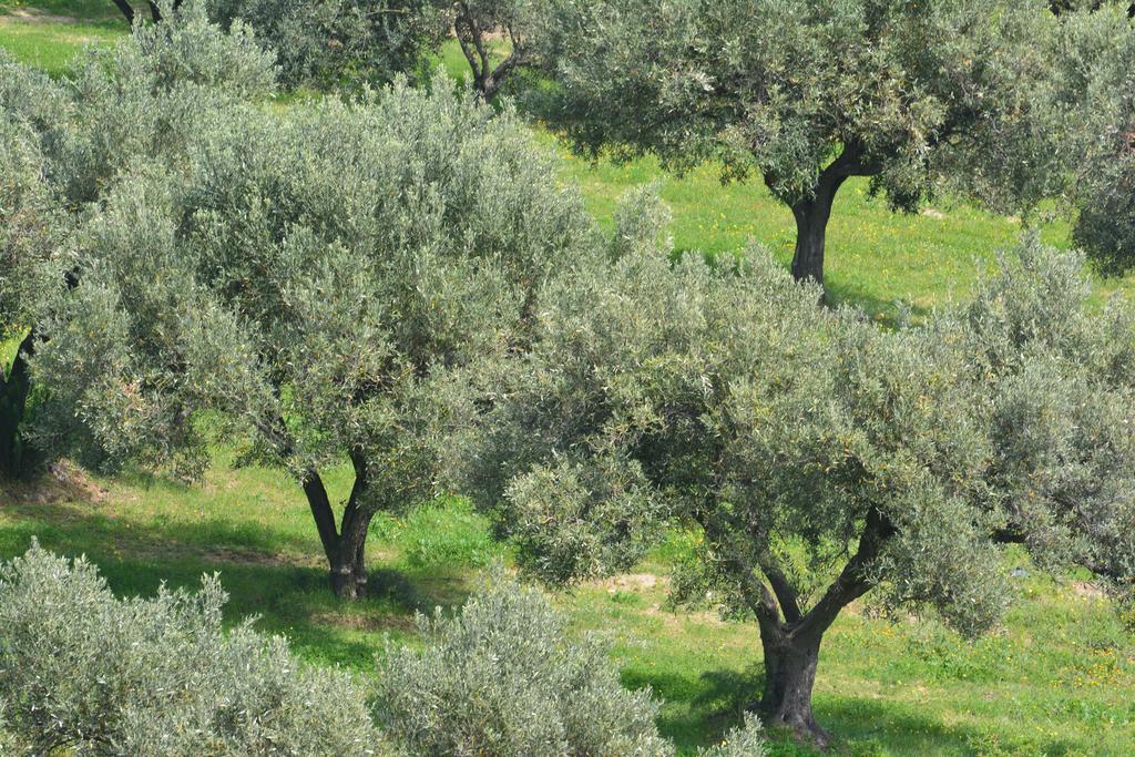 Agriturismo Torre Del Golfo Cropani Bagian luar foto